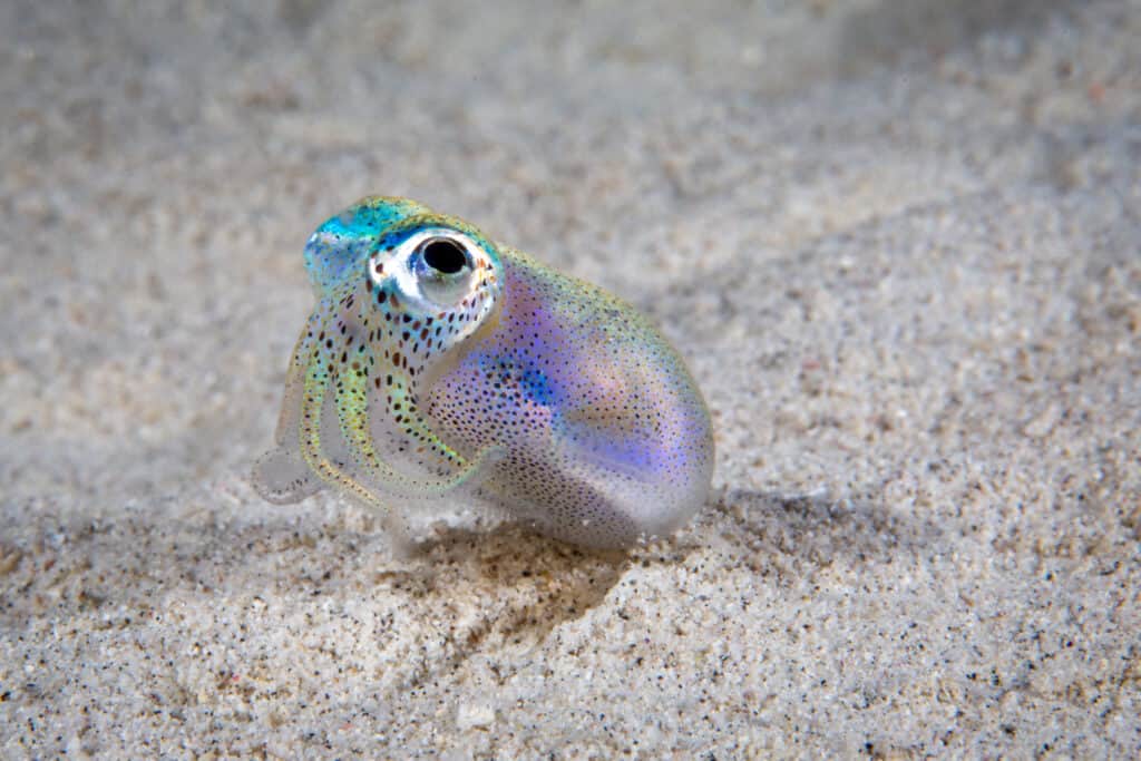 I calamari bobtail hawaiani sono minuscoli, lunghi solo circa 1 o 2 pollici