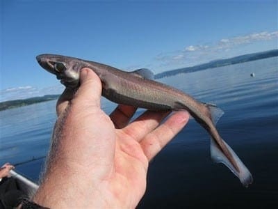 Una mano che tiene uno squalo lanterna nano su una barca.