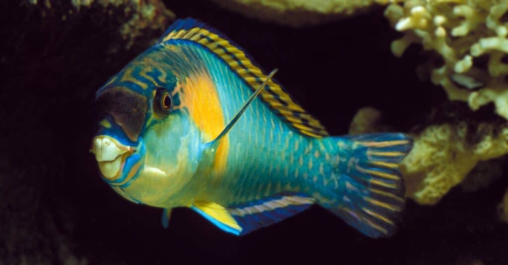 pesce pappagallo in acqua scura