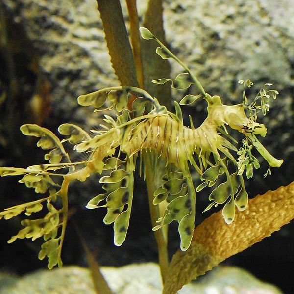 uno degli animali oceanici più sorprendenti è il Sea Dragon 