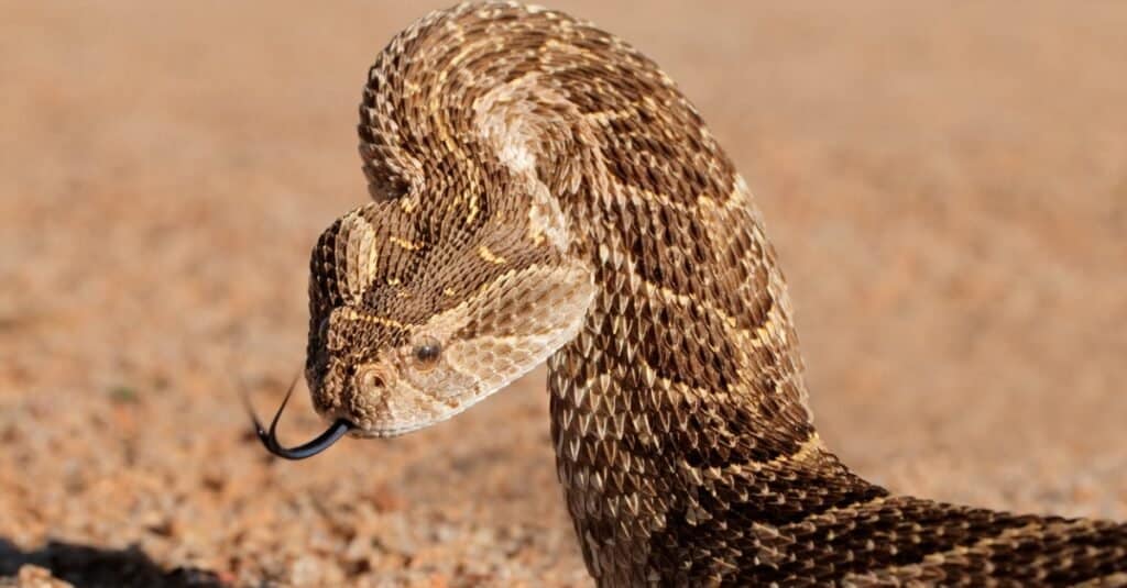Ehi!  10 serpenti con veleno carnivoro (citotossico).
