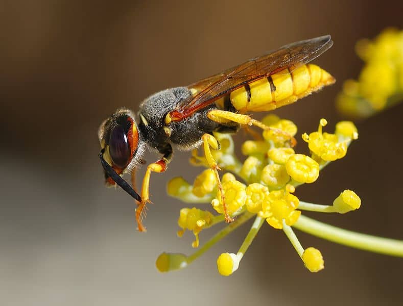 Vespa su un fiore