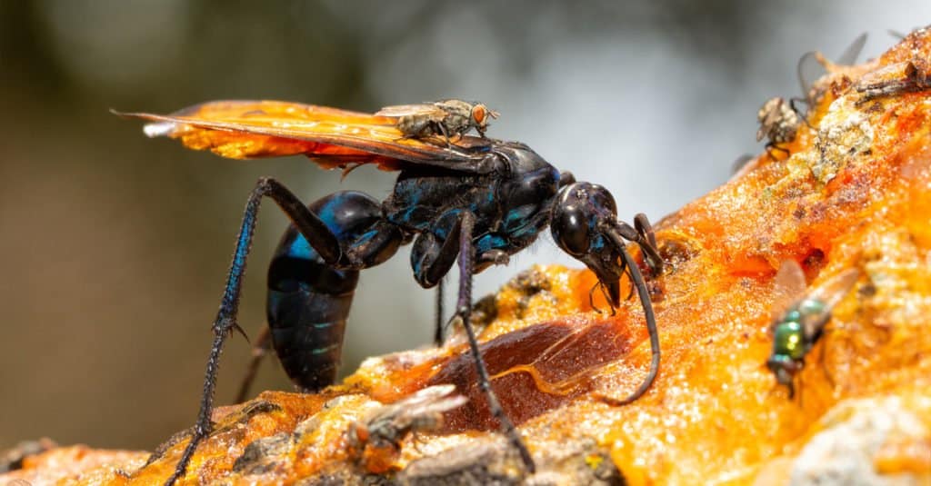 Insetti più grandi - Tarantula Hawks