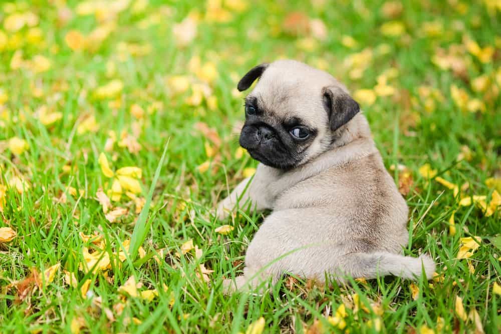 Pug (Canis familiaris) - cucciolo che depone in fiori