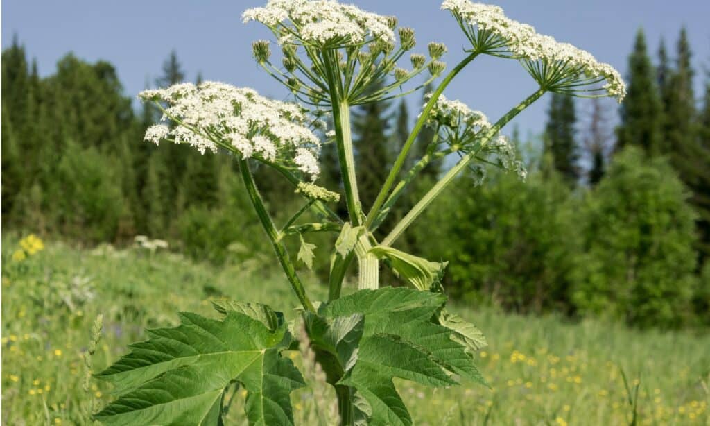 pastinaca della mucca del primo piano