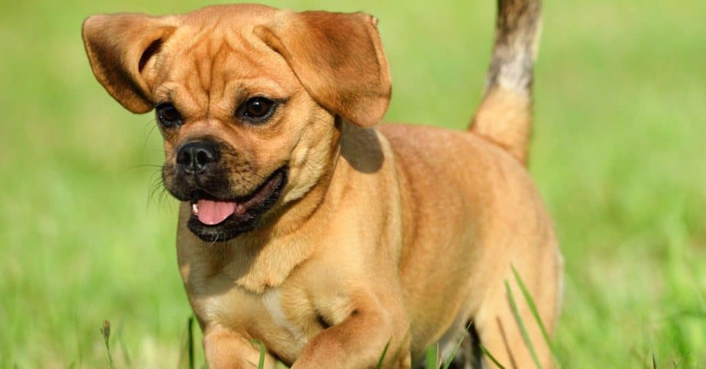 Cucciolo carino, Puggle Dog di 10 settimane (mix di Pug e Beagle) che gioca nel campo