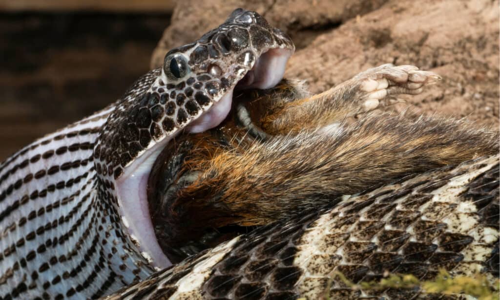 serpente a sonagli di legno1