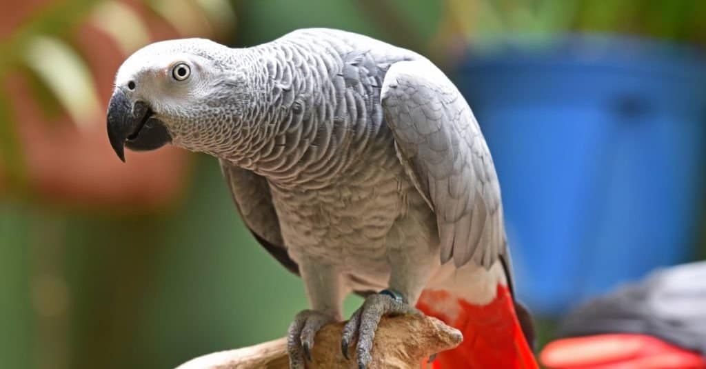 Pappagallo grigio africano