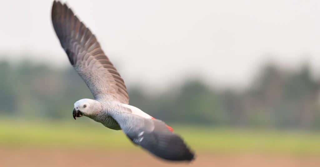Pappagallo grigio africano in volo