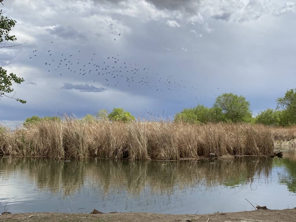 Floyd Lamb Park, Las Vegas