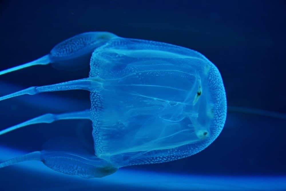 La scatola di meduse è uno degli animali più mortali dell'oceano