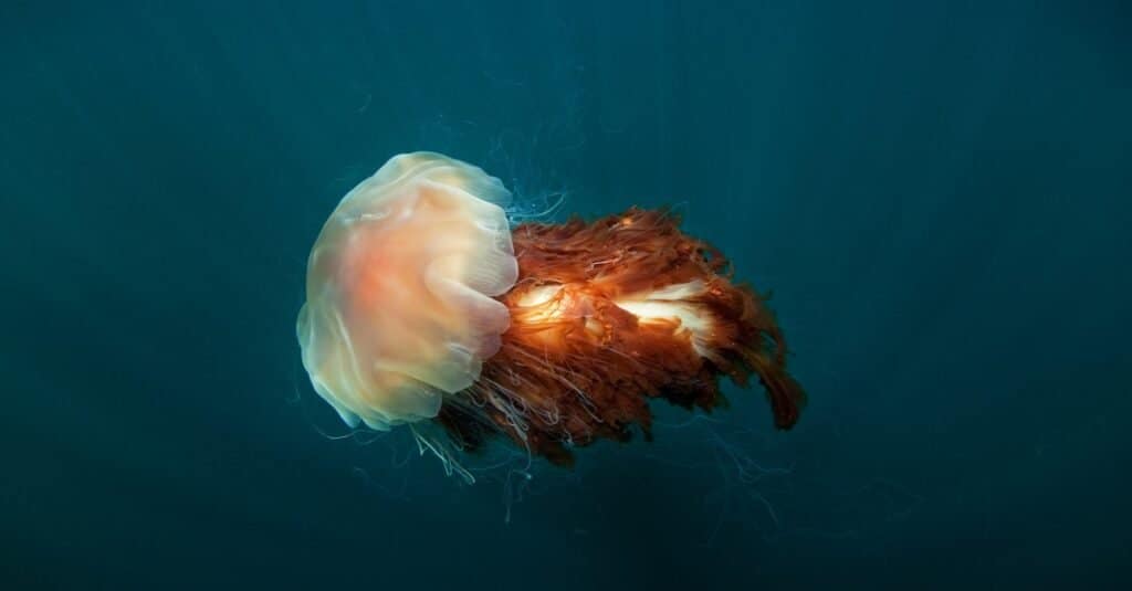 Medusa criniera di leone, Cyanea capillata, a Coll Island, Scozia.