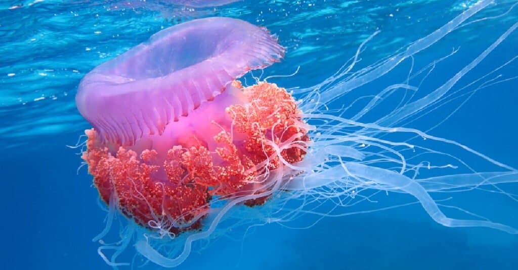 Animali che non fanno la cacca: le meduse