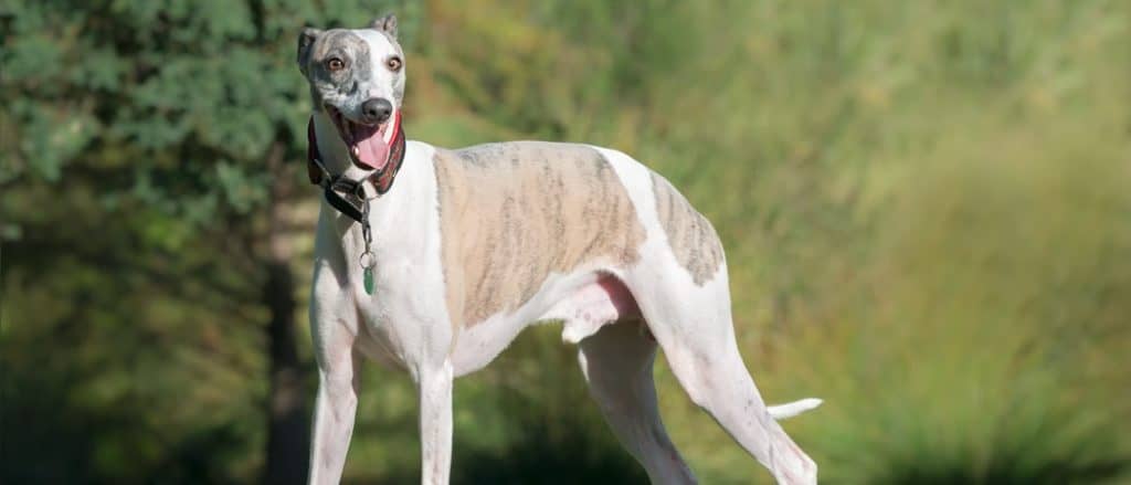 Cane in collare Martingale