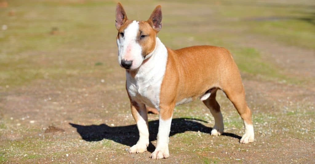 Cane di razza bull terrier in miniatura nel parco