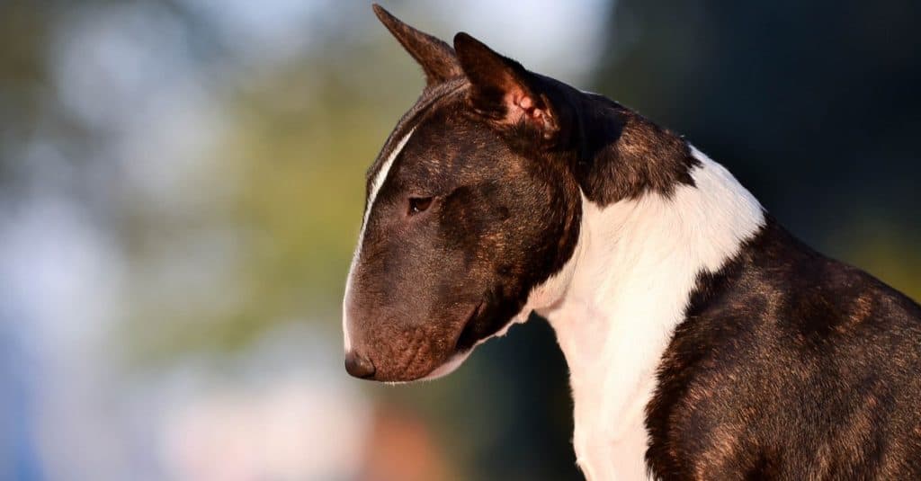 Primo piano miniatura del bull terrier