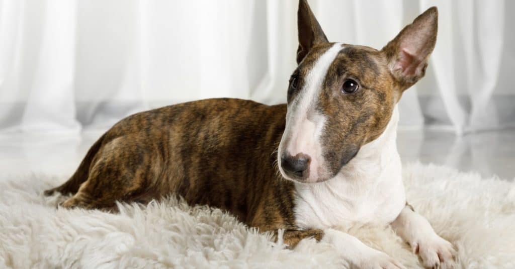 Cane Bull Terrier in miniatura sdraiato su un tappeto di pelliccia sul pavimento del soggiorno