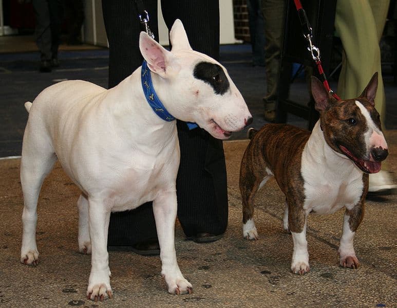 Bull terrier