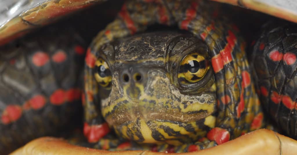 tartaruga dipinta 8