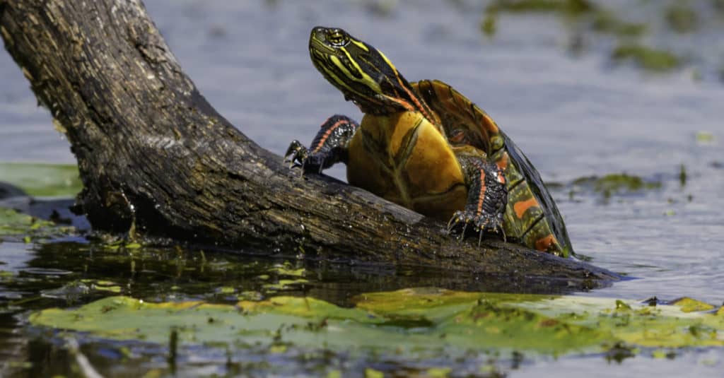 Tartaruga dipinta che si arrampica fuori dall'acqua.