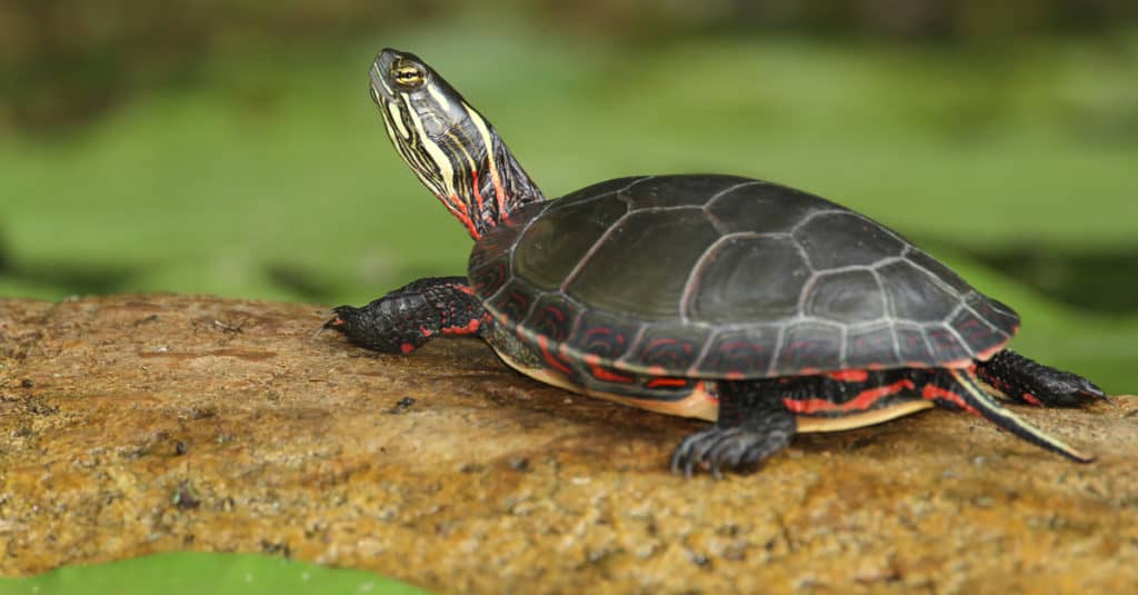 tartaruga dipinta 3