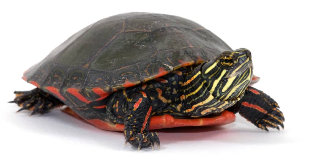 Tartaruga dipinta isolata su sfondo bianco
