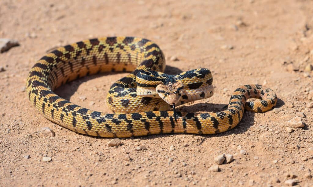 Serpente lucido