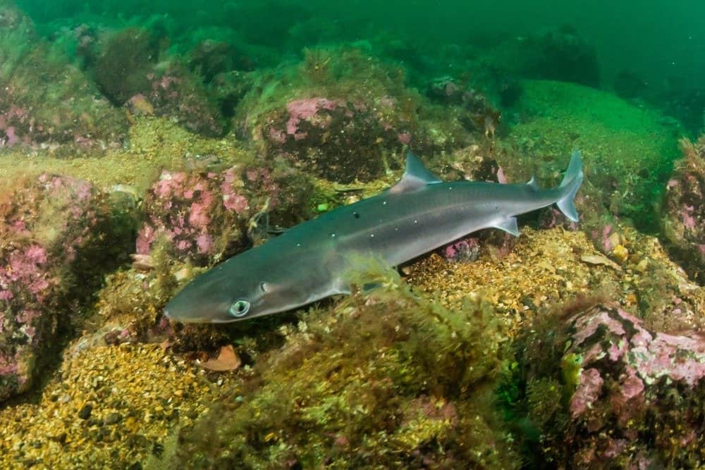 Spinarolo (Squalus acanthias) presso la costa meridionale della Norvegia