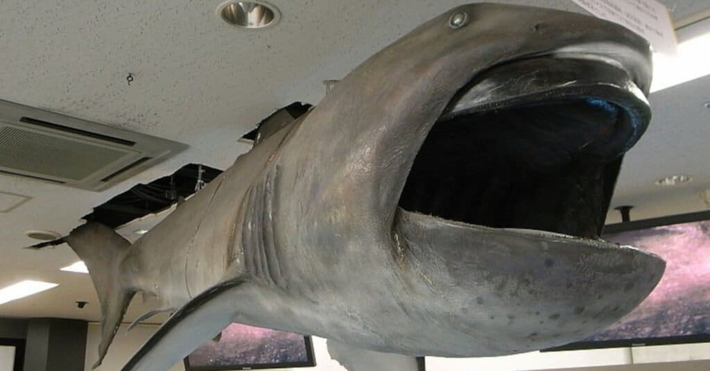 Squalo Megamouth Megachasma pelagios al Toba Aquarium, Giappone