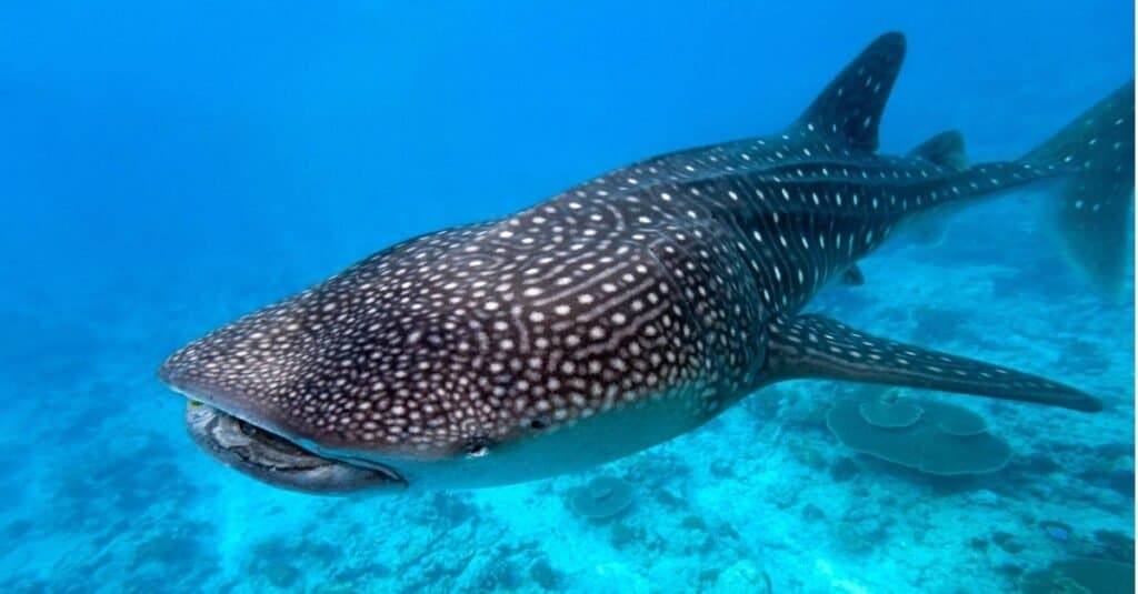 Animali con la pelle più dura-Squalo balena