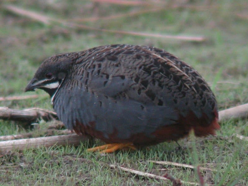 quaglia comune (Coturnix coturnix) quaglia da vicino