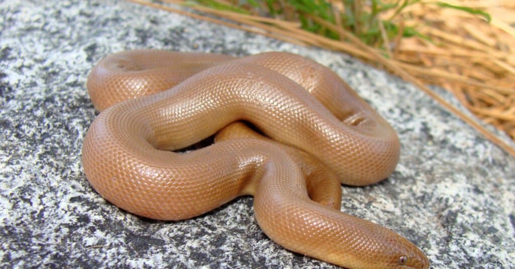 Boa di gomma