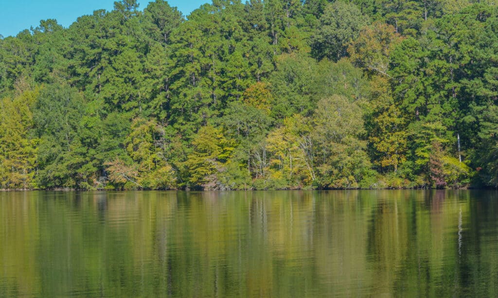 Lago Claiborne Louisiana
