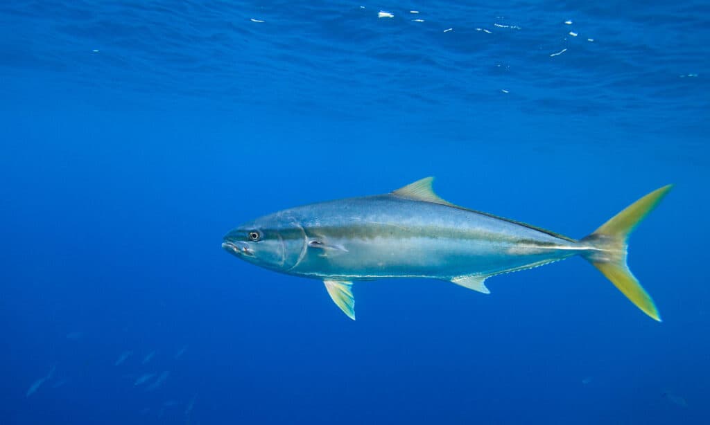coda gialla