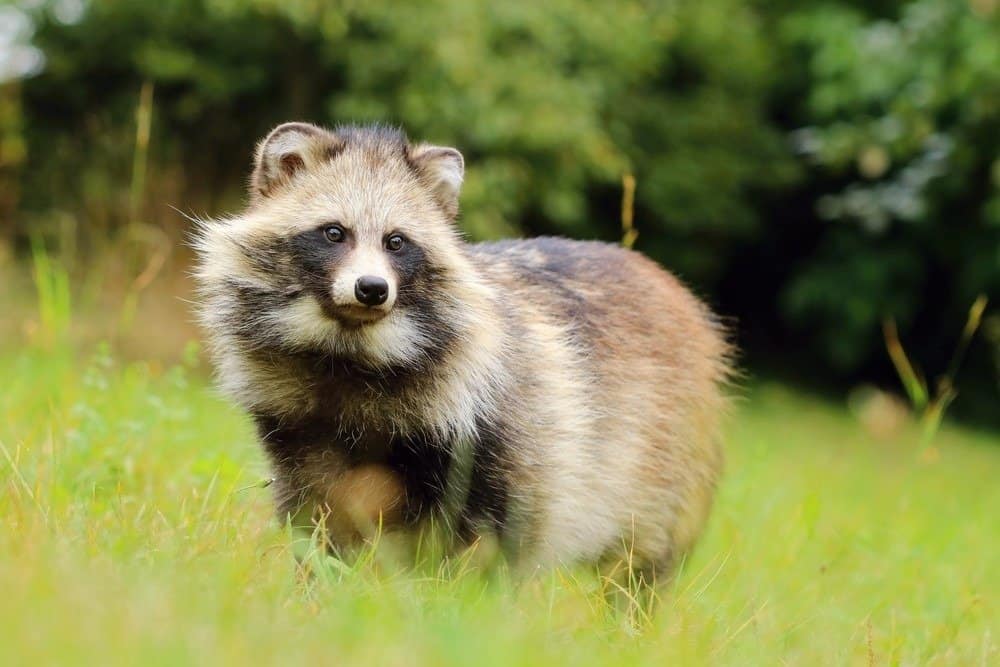 Cane procione grasso nella prateria