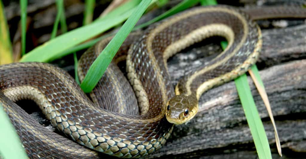 Serpente giarrettiera orientale sul ceppo