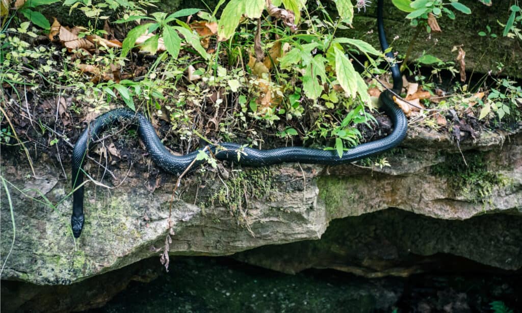 Il Northern Black Racer nei boschi del Lake Minnewaska State Park nella contea di Ulster a New York.  Ha un corpo cilindrico nero solido con ventre bluastro e mento bianco.