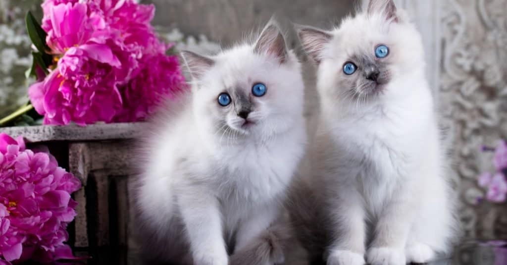 Gattini ragdoll blue point