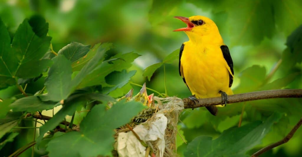 Animale giallo - Rigogolo dorato euroasiatico