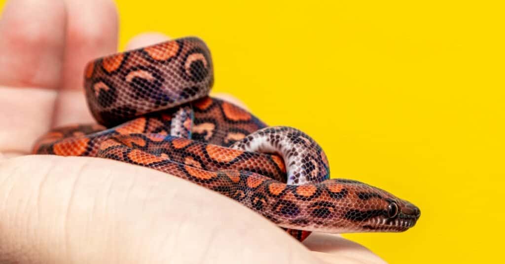 Epicrates cenchria è una specie di boa endemica dell'America centrale e meridionale.  I nomi comuni includono il boa arcobaleno e il boa snello.