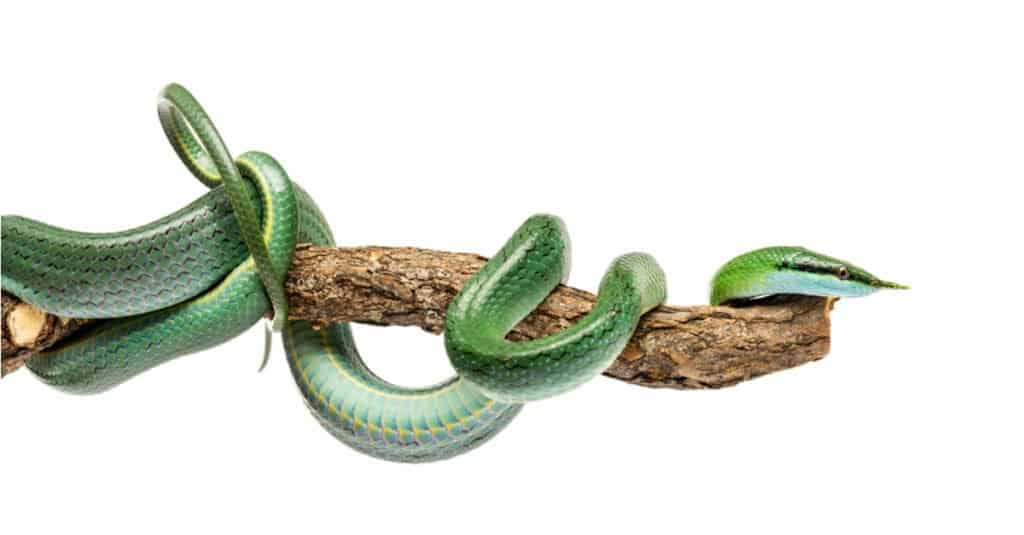 Rinoceronte serpente su un ramo di albero