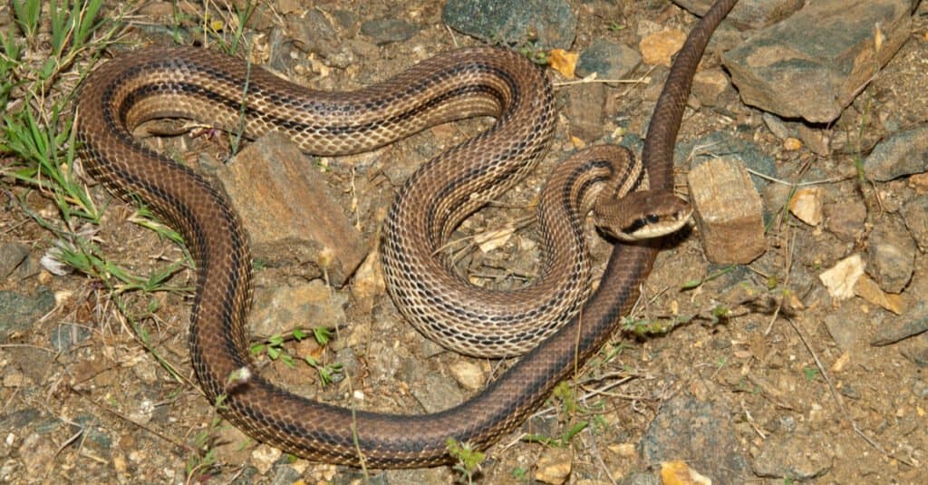 Serpente di ratto a quattro linee