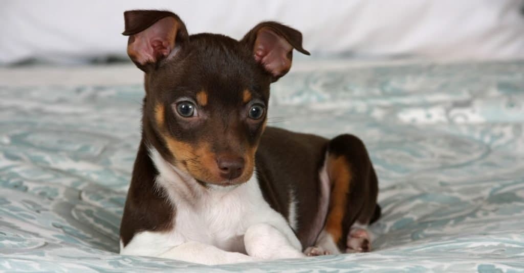 Un cucciolo di Rat Terrier di 8 settimane che posa per la macchina fotografica.