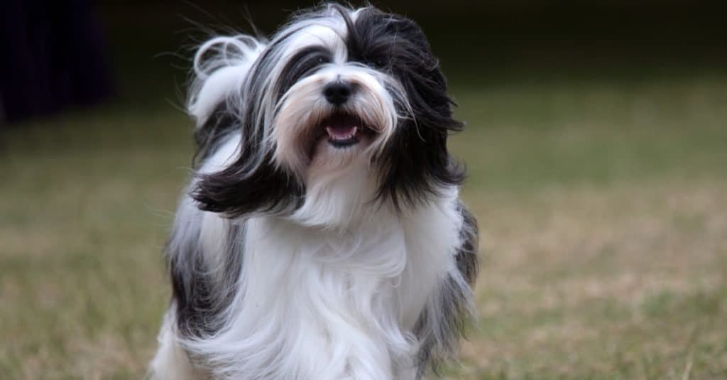 Terrier tibetano in bianco e nero che corre sull'erba
