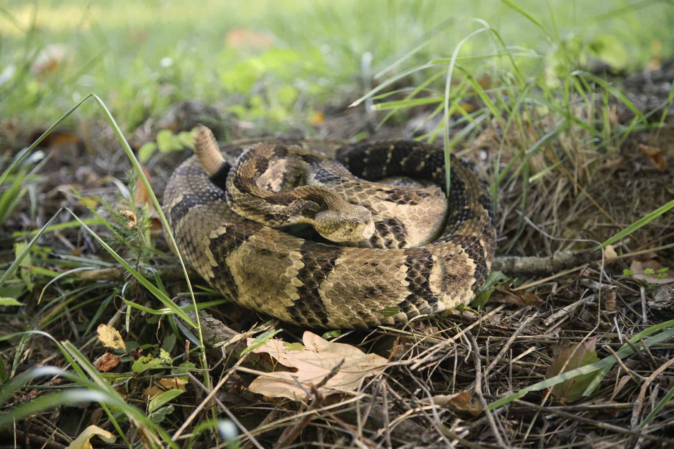 Serpente a sonagli in legno arrotolato a terra.
