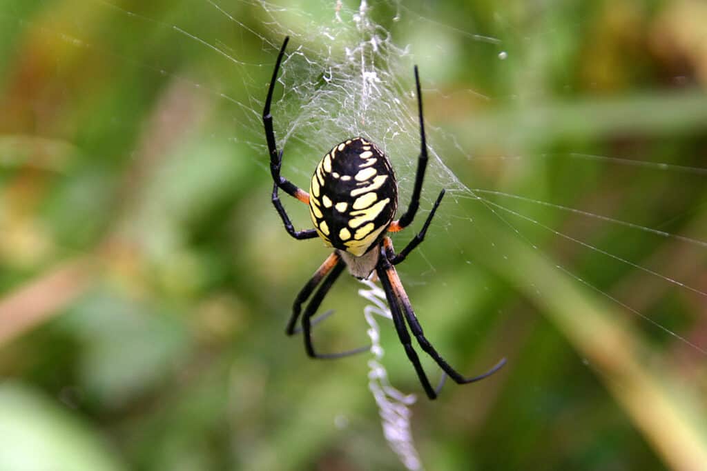 Argiope aurantia, ragno da giardino giallo