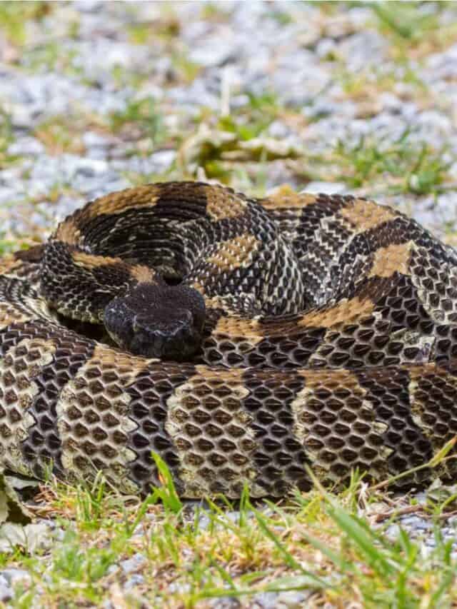 Serpente a sonagli in legno avvolto in un anello
