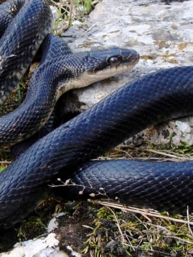 Un serpente nero di topo adulto svetta su una roccia