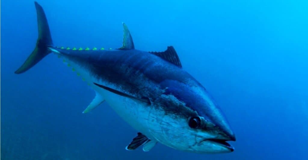 Animali acquatici più veloci