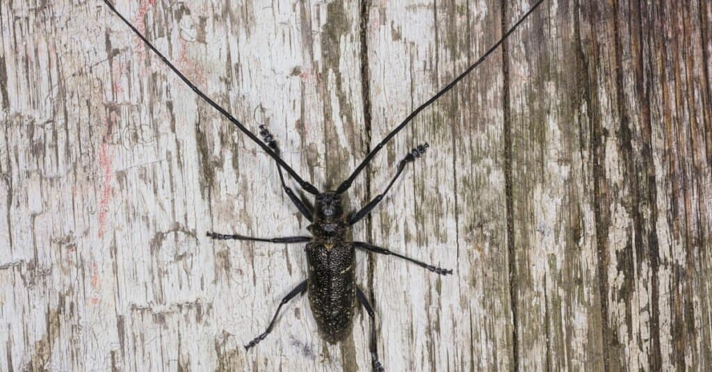 Tipi di coleotteri - scarabeo sawyer